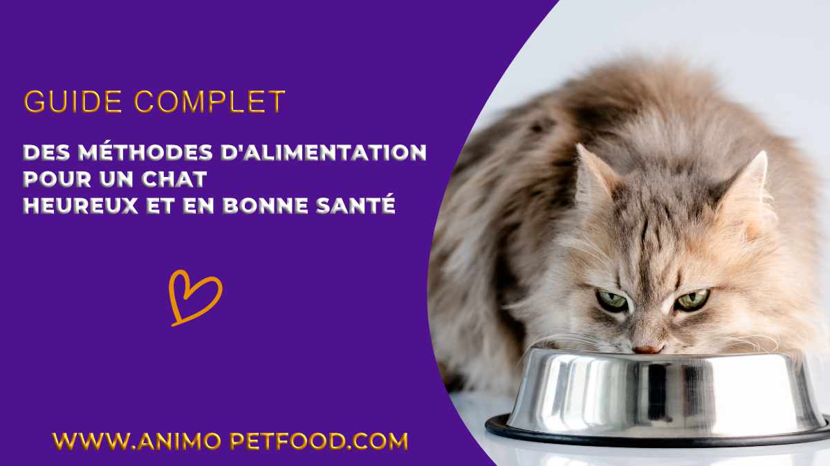 bien-nourrir-son-chat-comprendre-les-differentes-methodes-d-alimentation